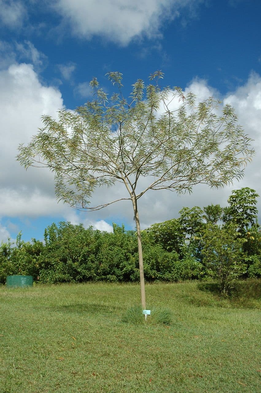 Acacia Koaoha 6