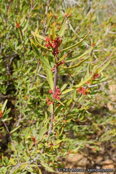 Tetracoccus 6