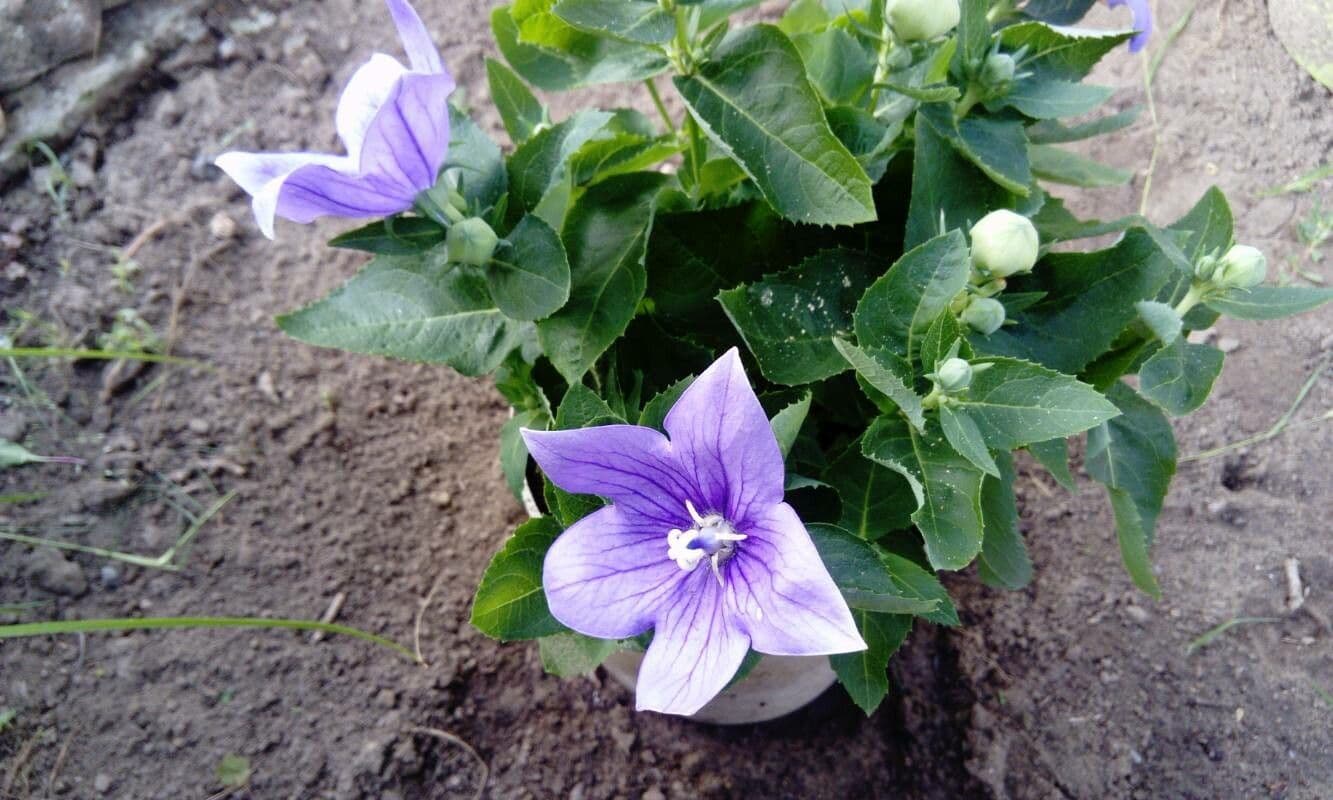 Platycodon à grandes fleurs 26