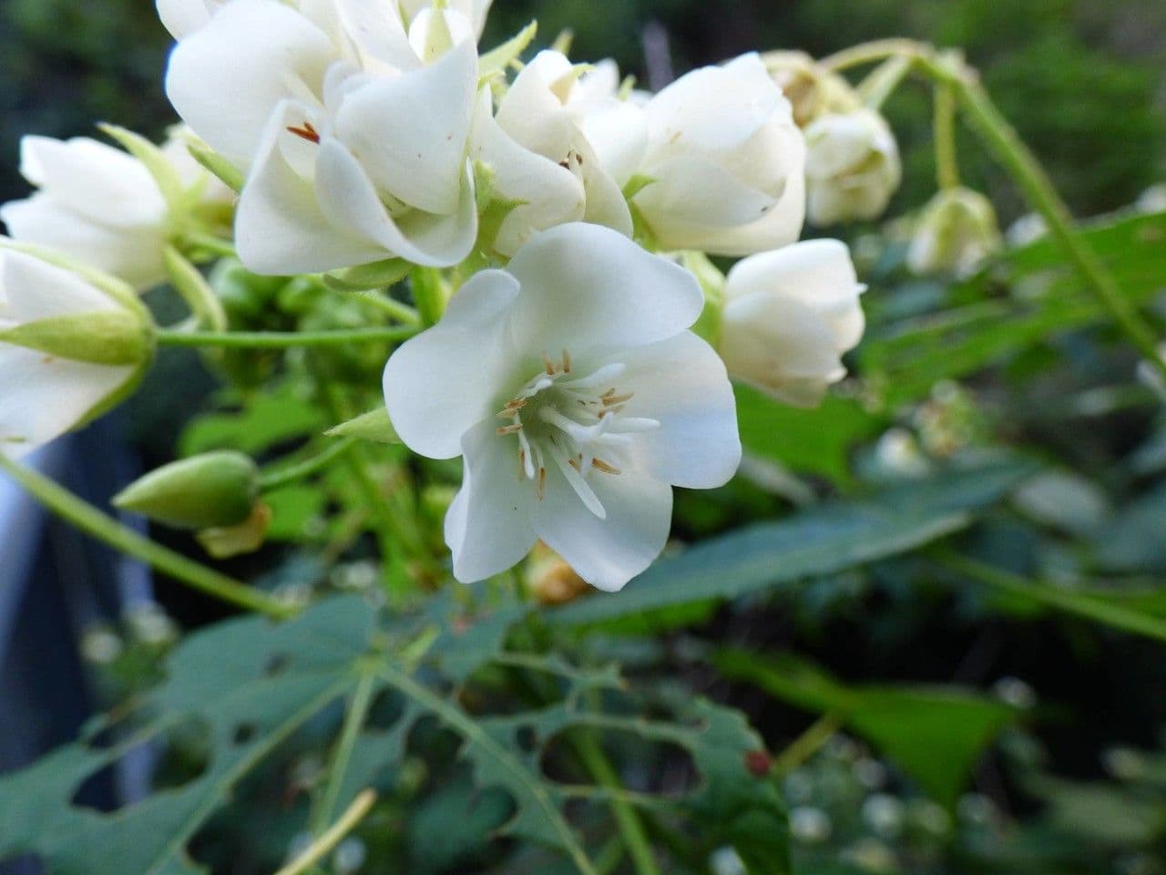 Dombeya 10