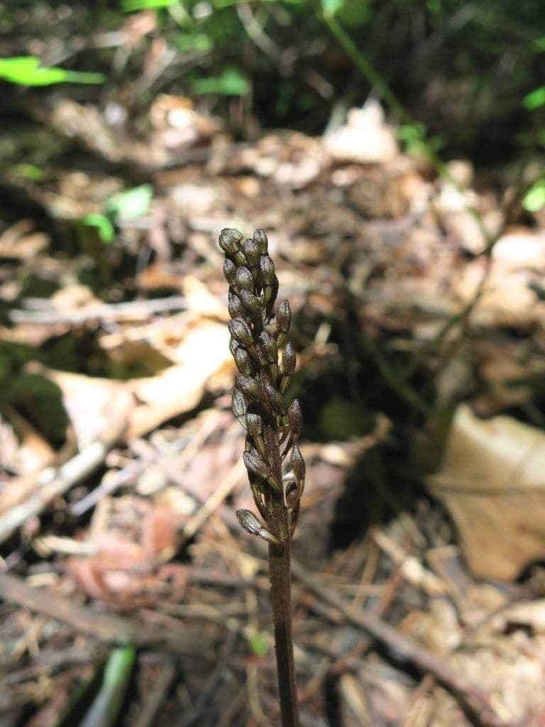 Tipularia discolor