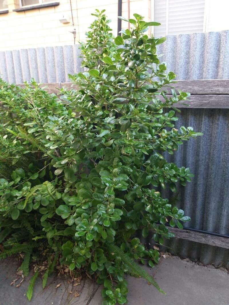 Coprosma plazivá 5