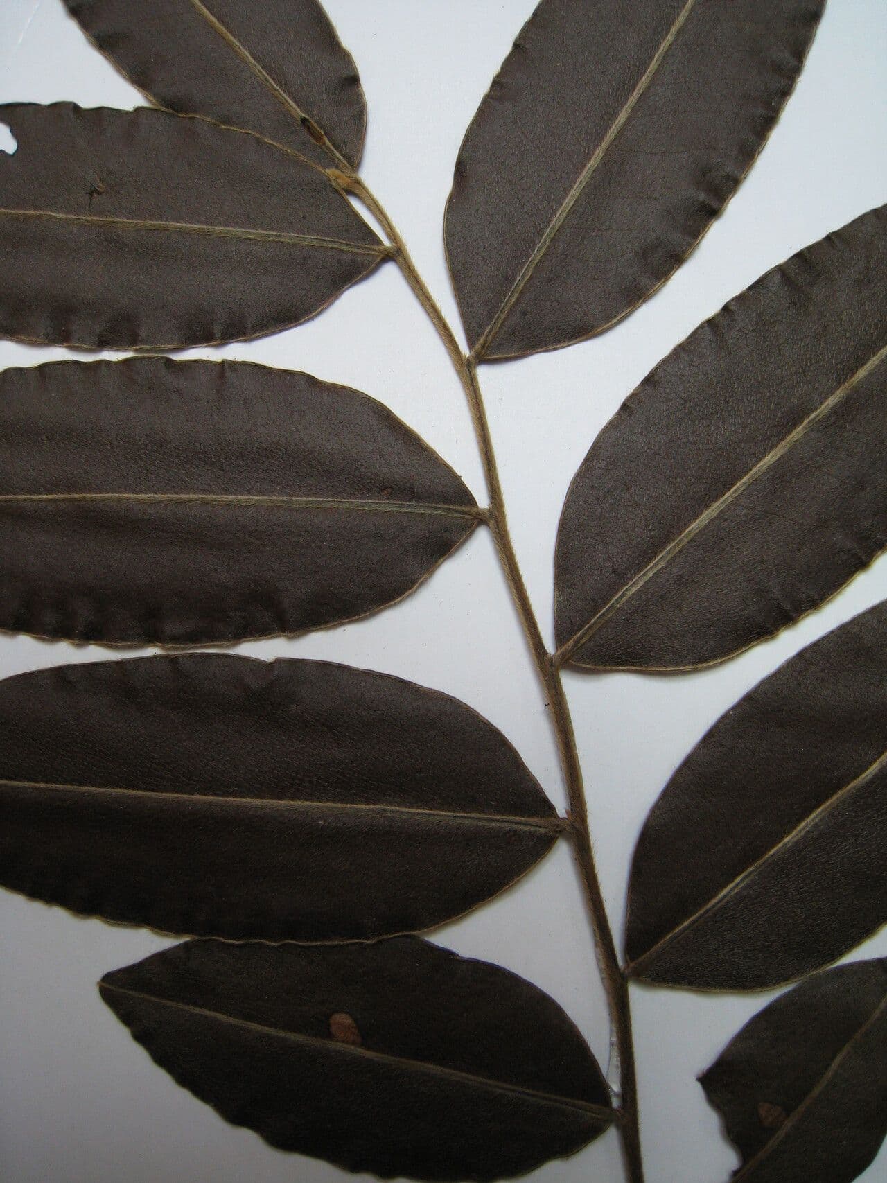 Ebano 6