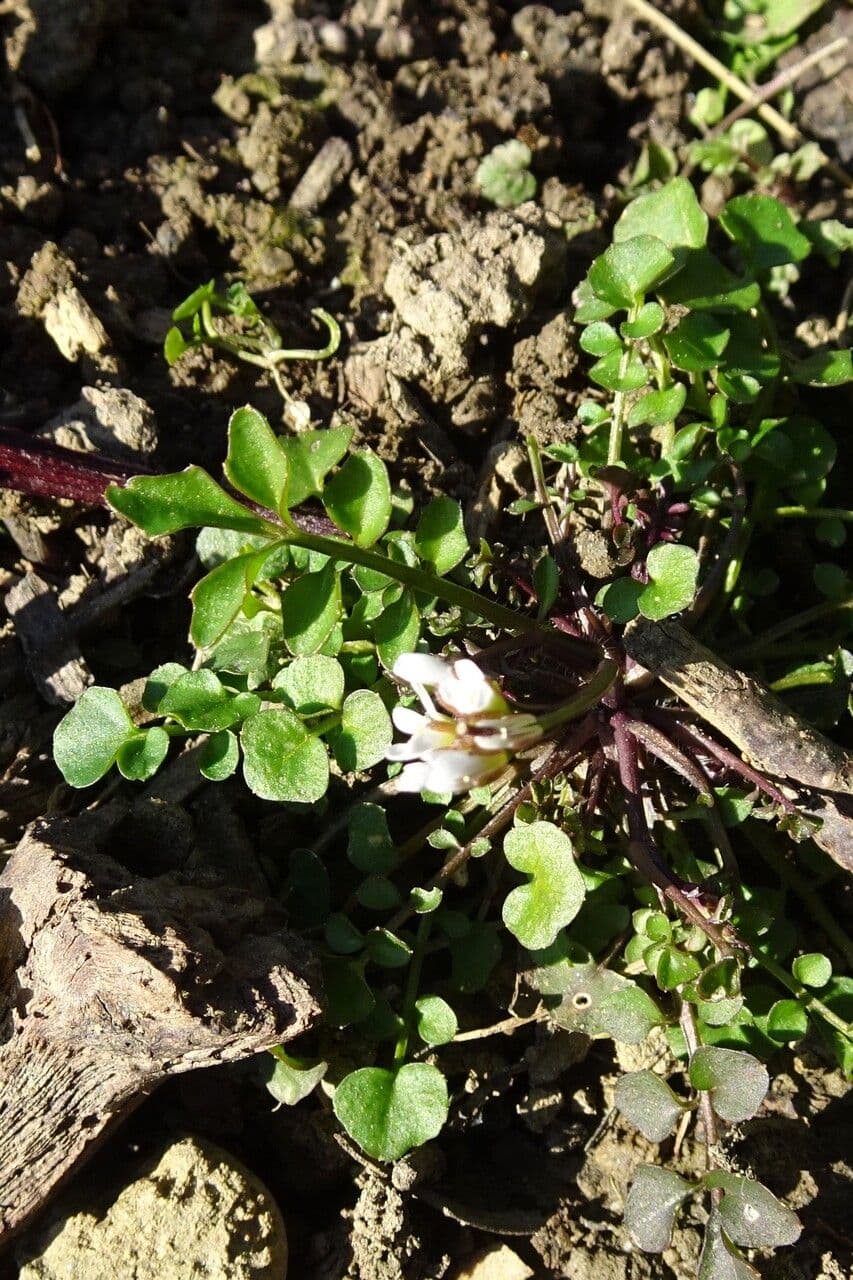 Billeri impatiens 12
