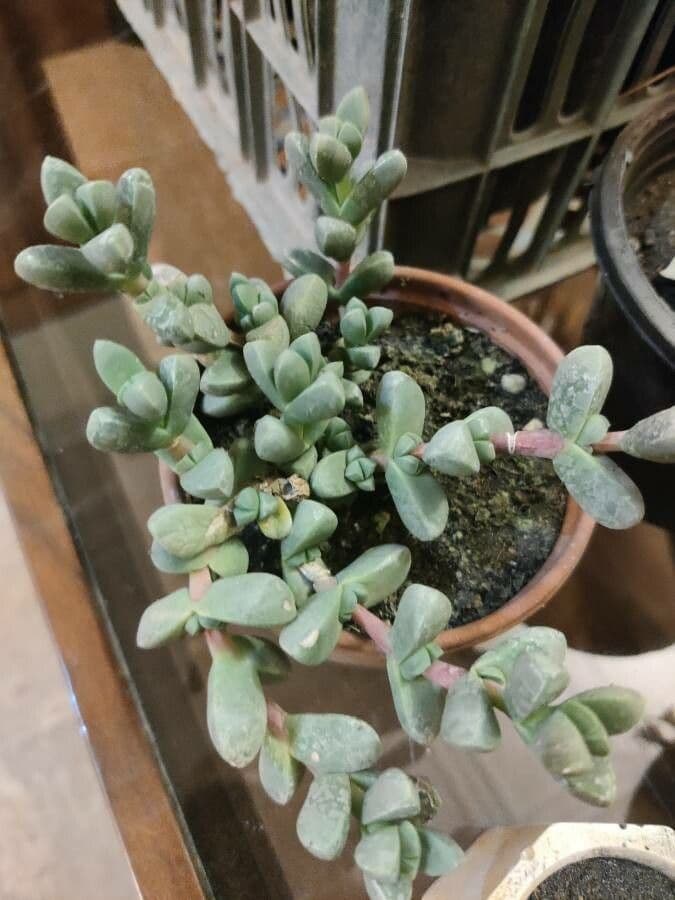 Corpuscularia 16