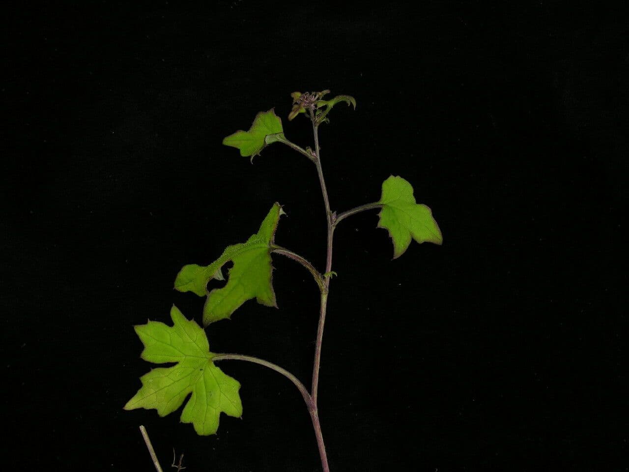 Parasenecio 5