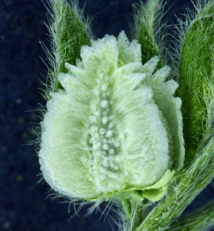 Cryptantha pterocarya