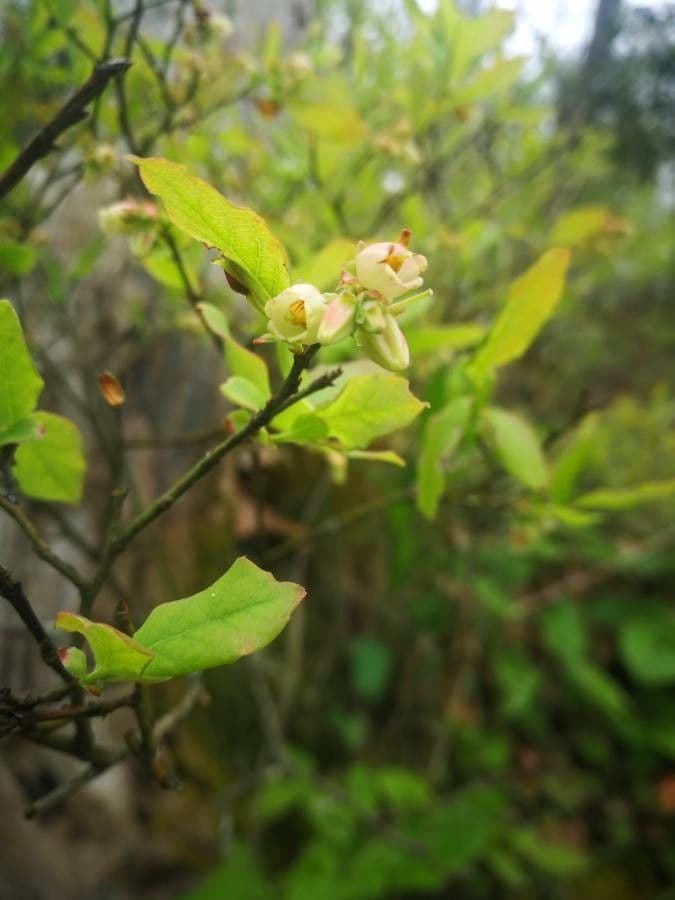 Borówka blada 6