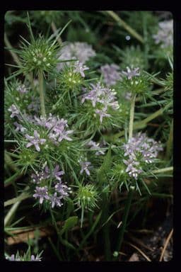 Navarretia 10