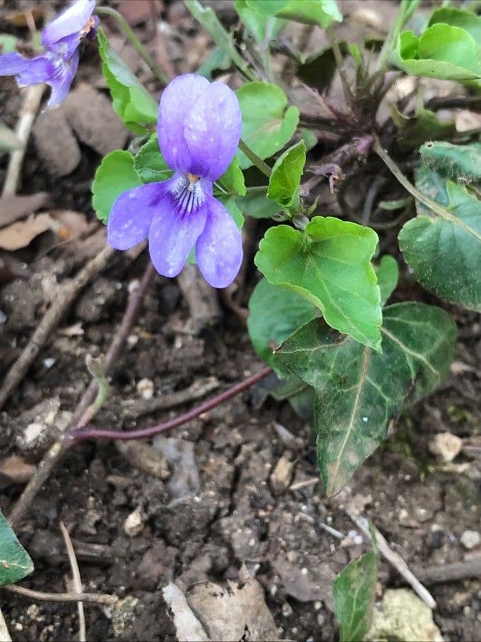 Viola elatior 5