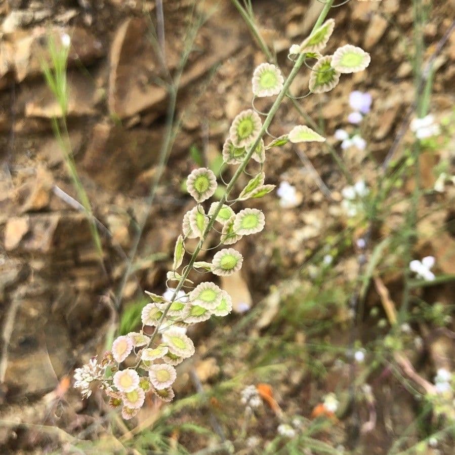 Thysanocarpus laciniato 17