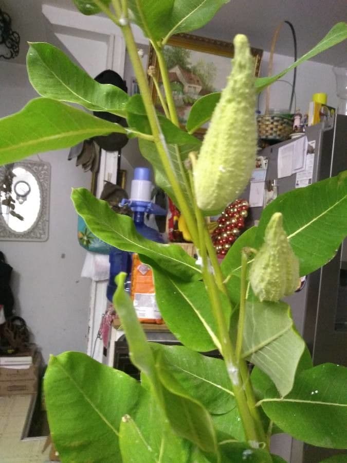Asclépiade à fleurs vertes 3