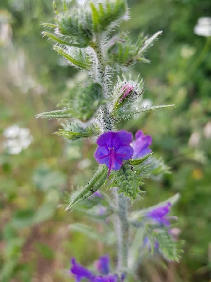 Viborera 9