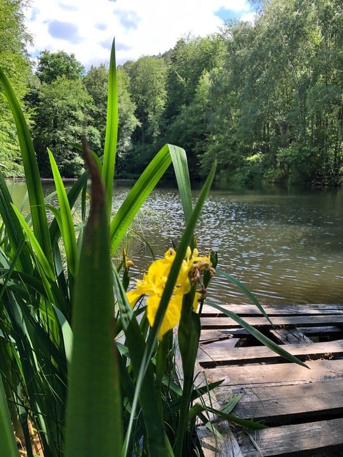 Sumpf-Schwertlilie 18