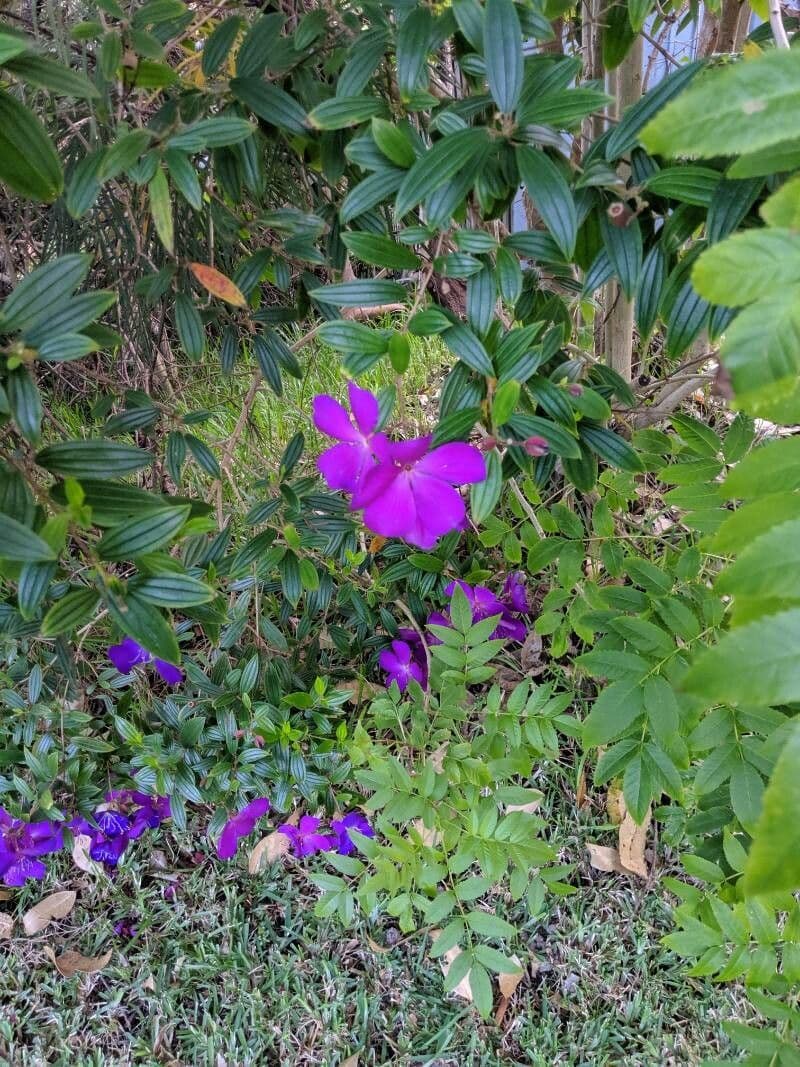 Glory bush 4