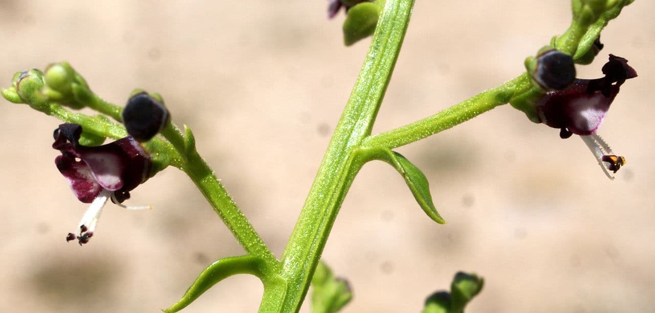 Scrophularia arbustiva 3