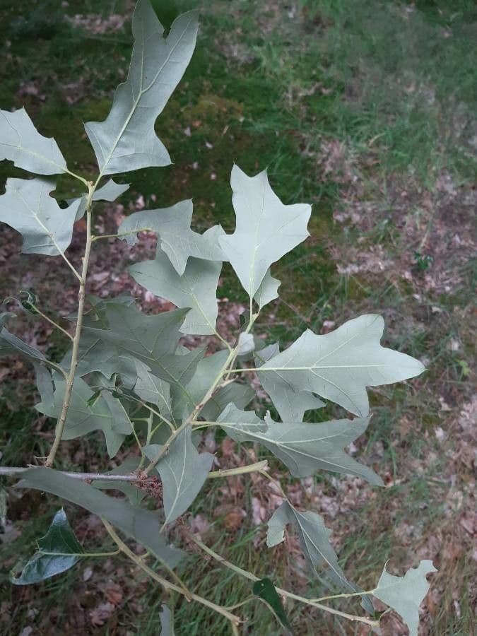 Quercia ilex 6