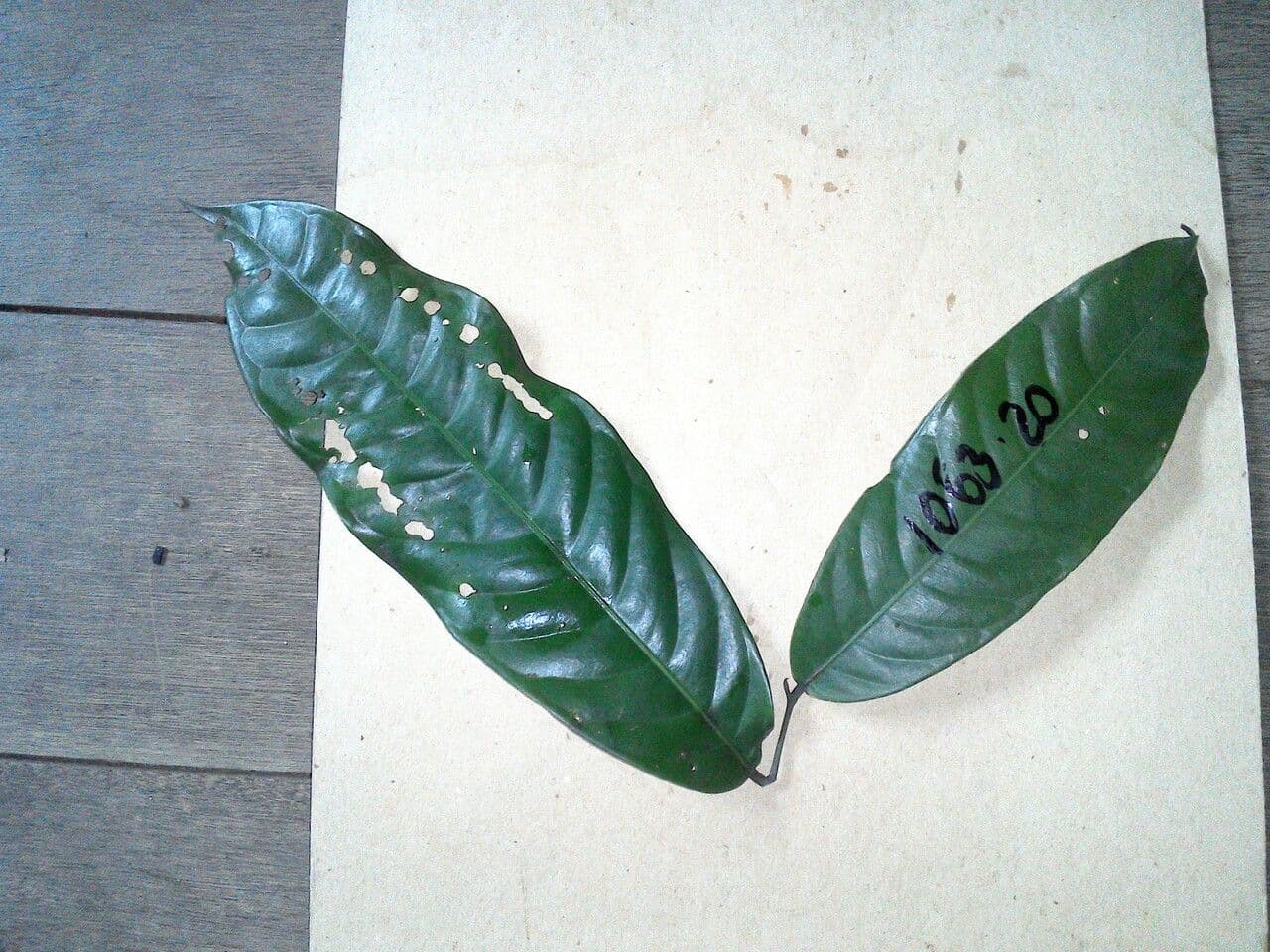 Lecythis 6