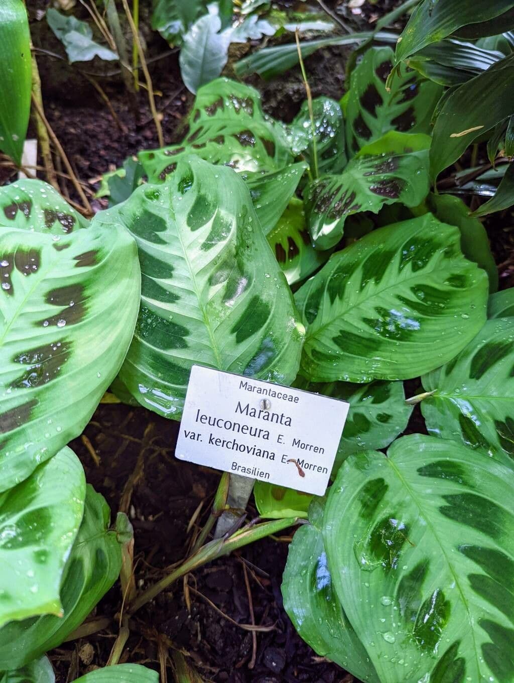 Maranta 21