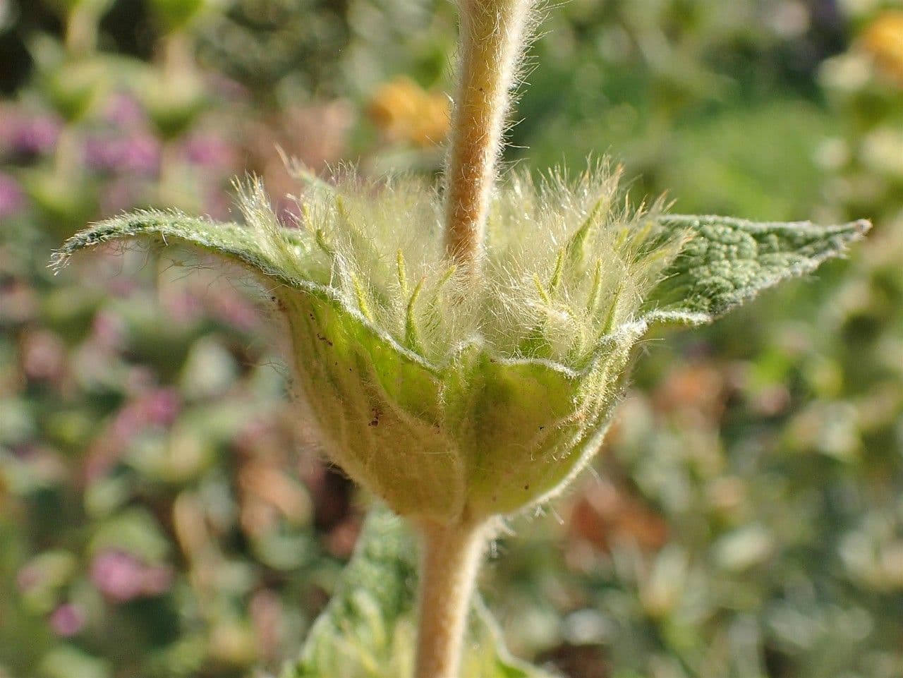 Mechera 25