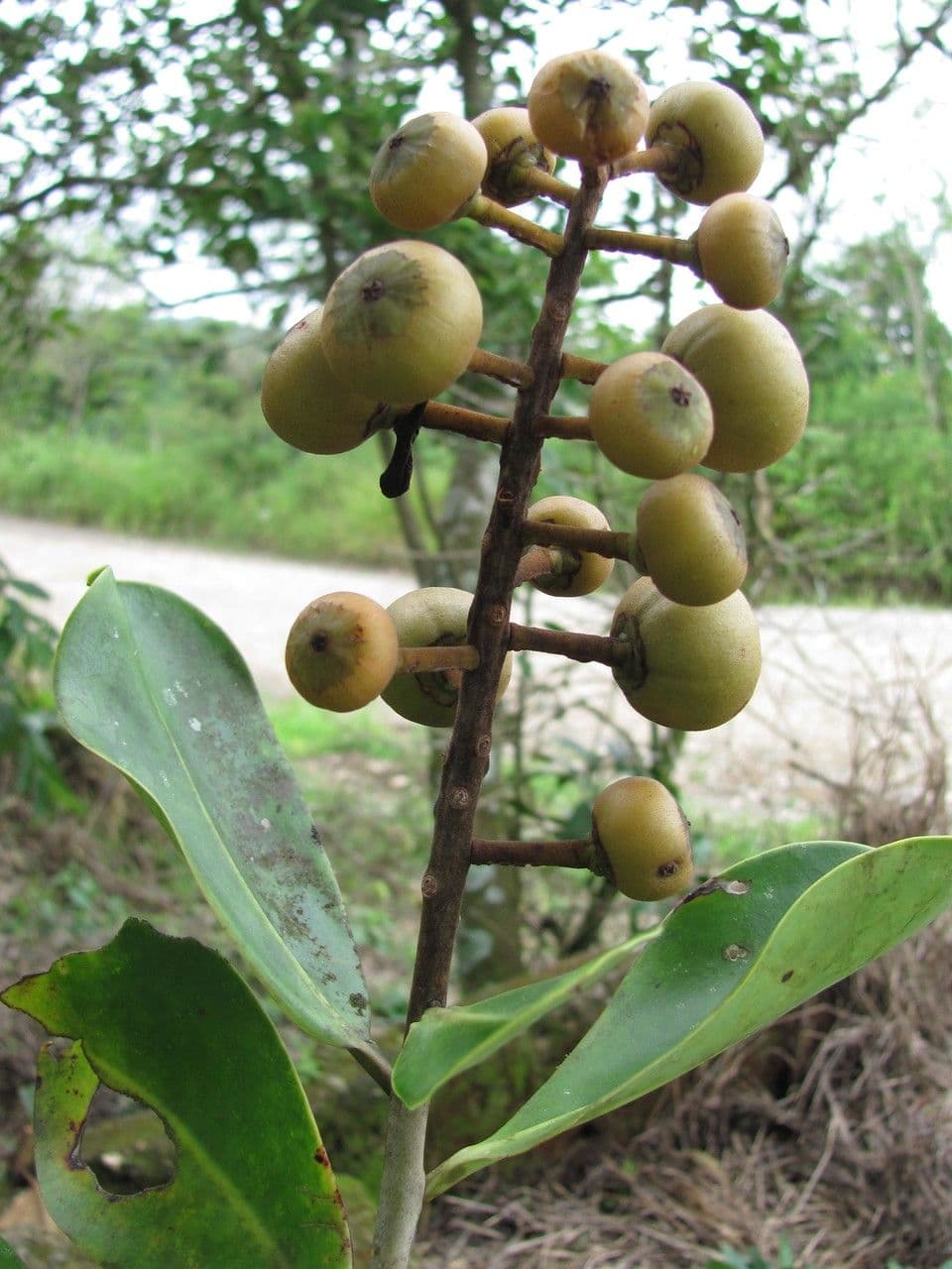 Souroubea 4