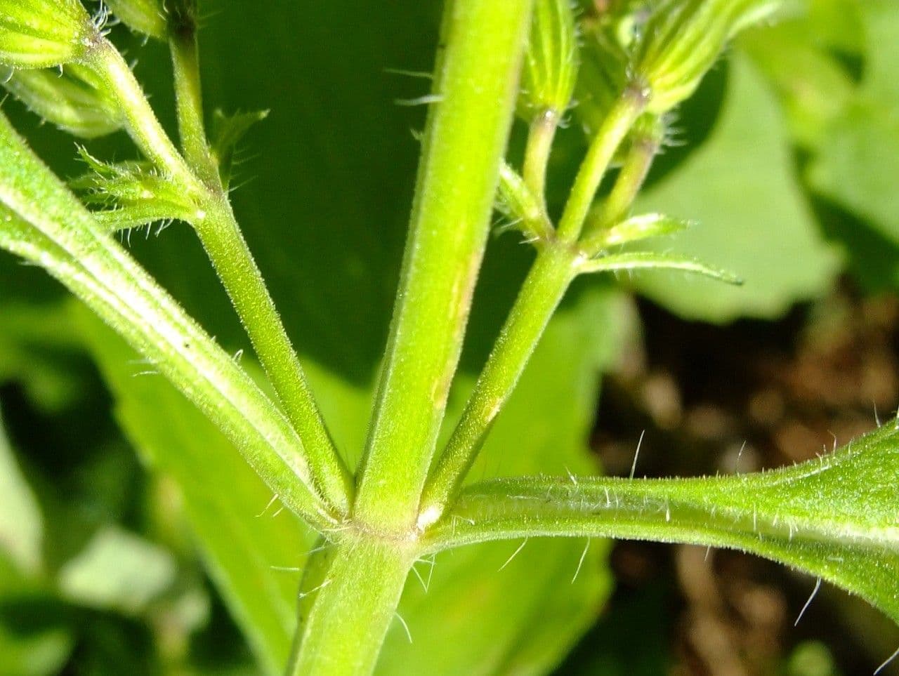 Nepitella maggiore 24