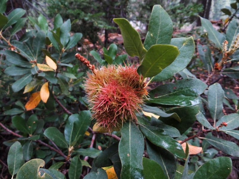 Chrysolepis sempervirens 8