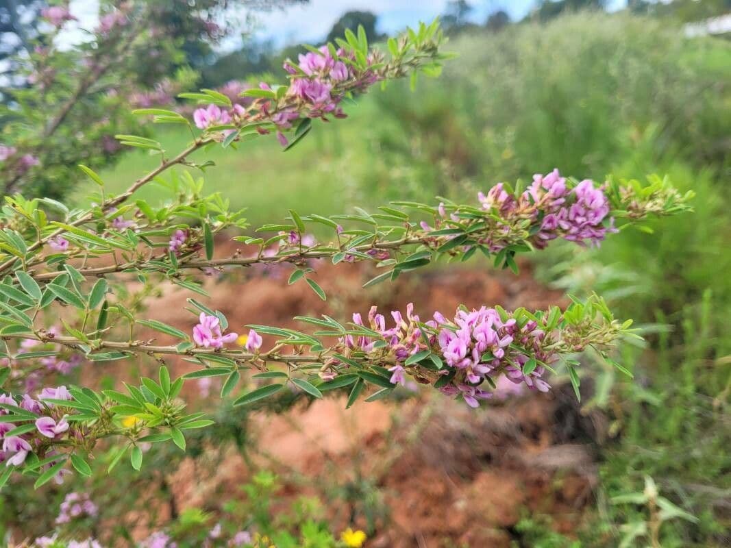 Lespedeza 7