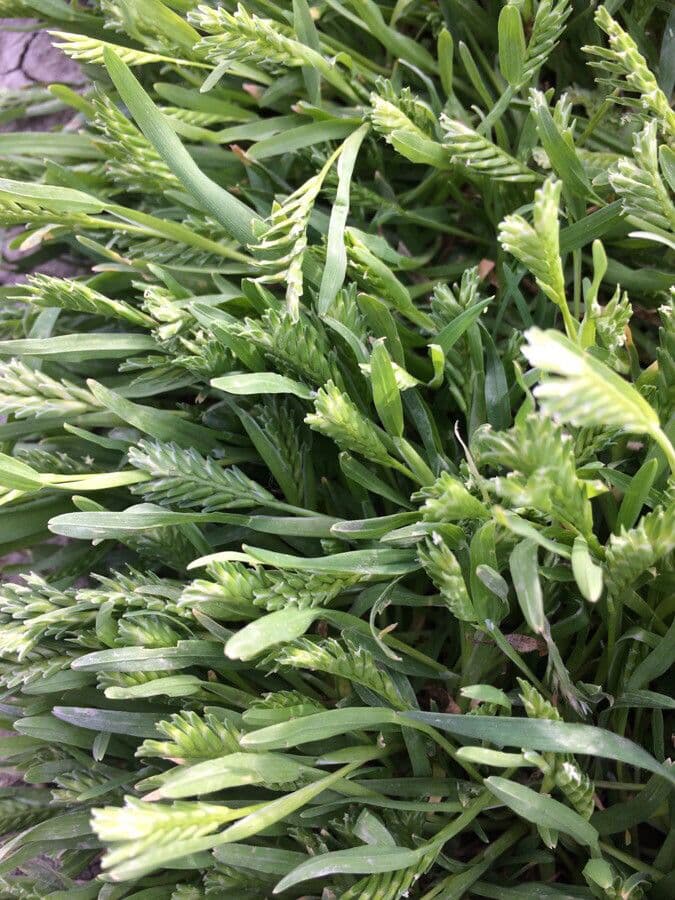 Sclerochloa 16