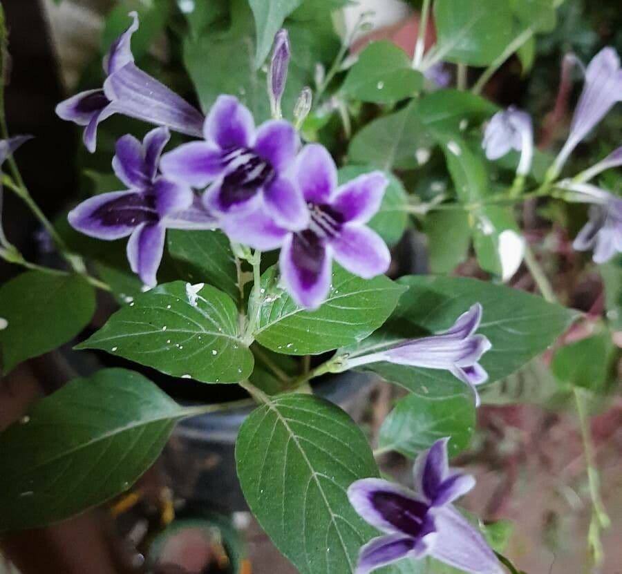 Bürstenblume 5