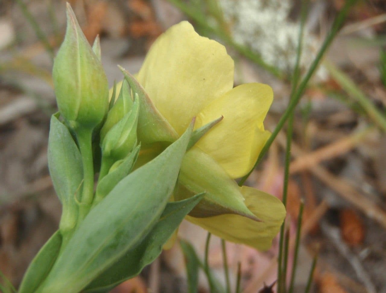 Tuberaria 4