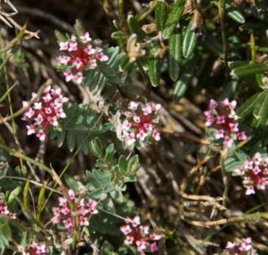 Alpine riceflower