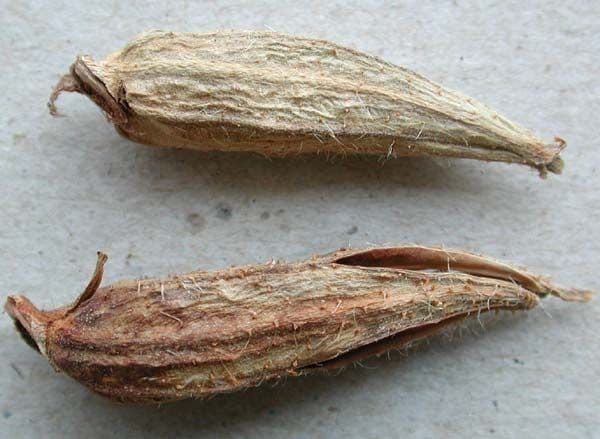 Pupalka jarní