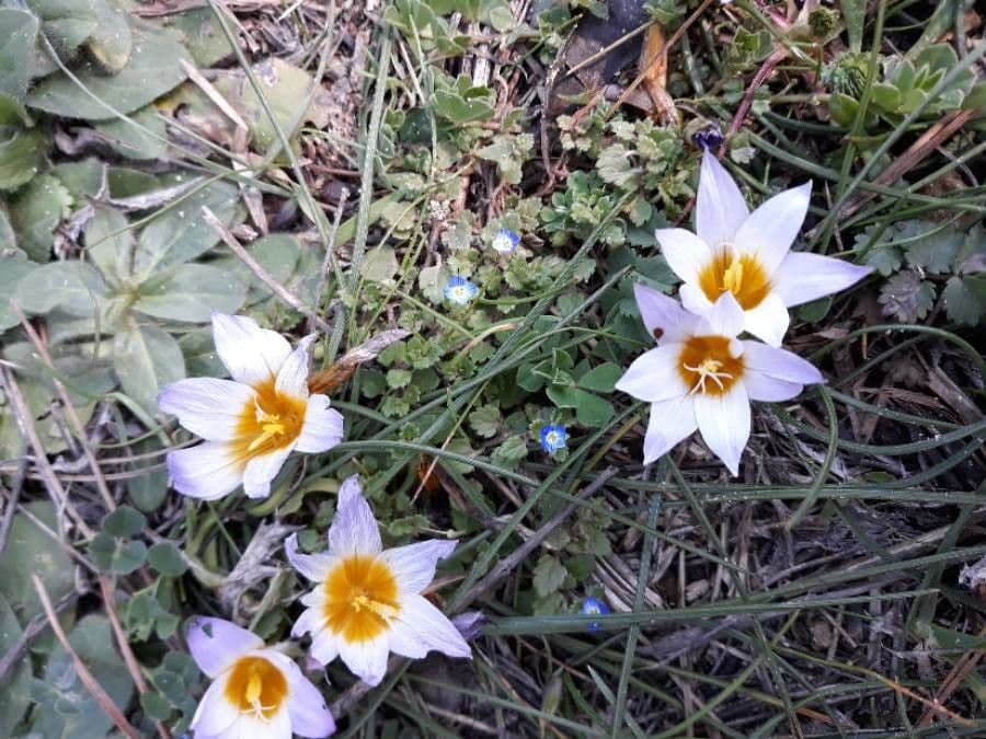Romulea bulbocodium 18
