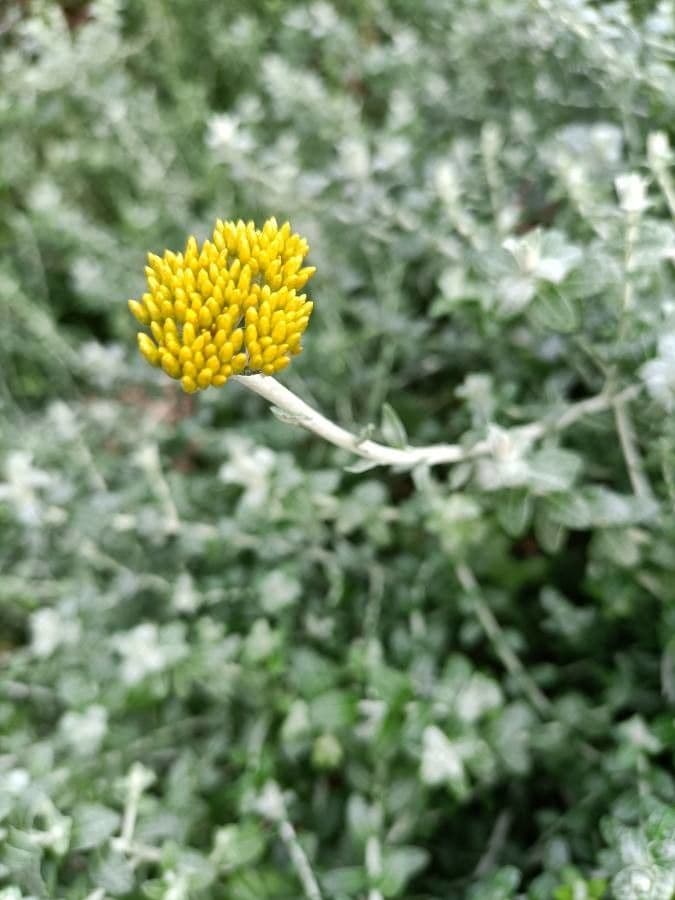 Doldiger Strohblume 5