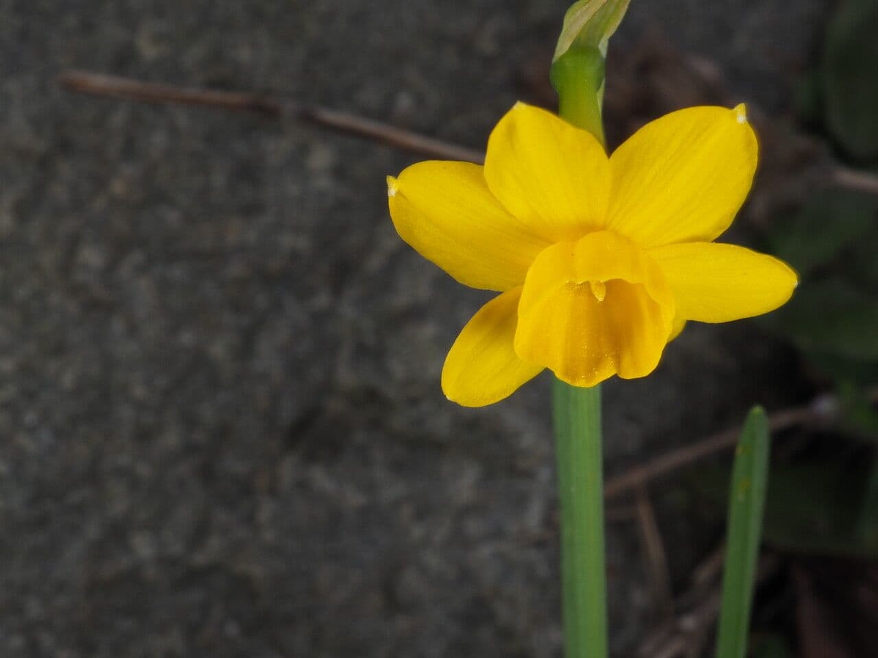 Narciso 4