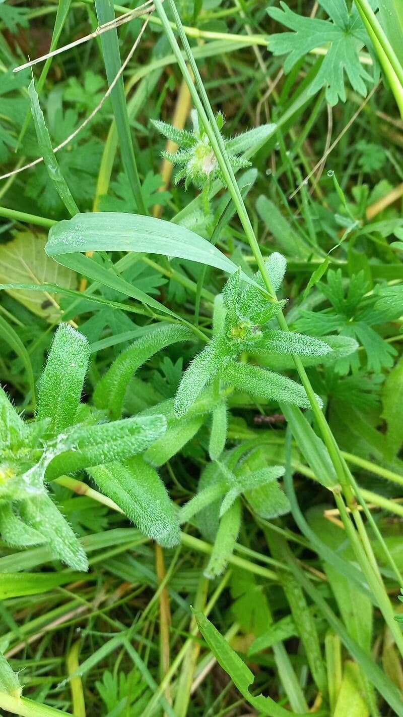 Echium 11