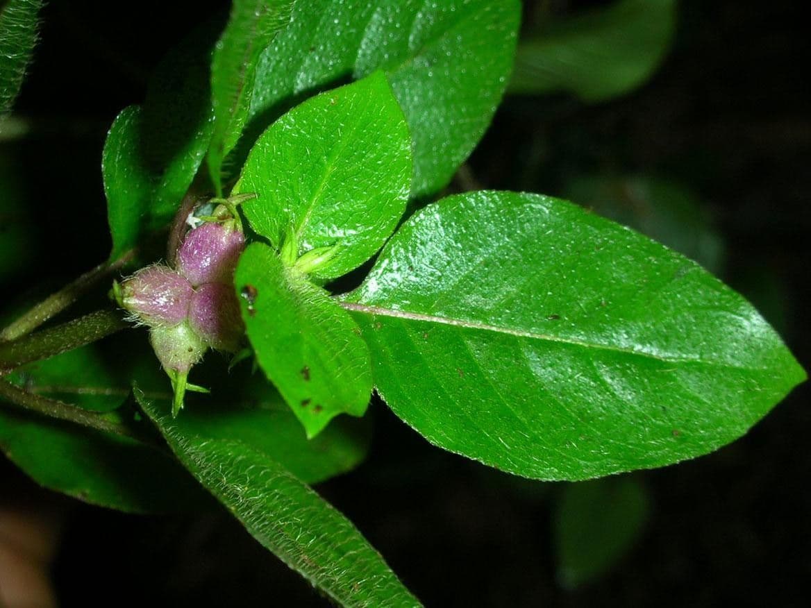 Coccocypselum 16