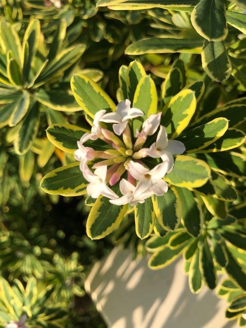Daphne caucasica 2