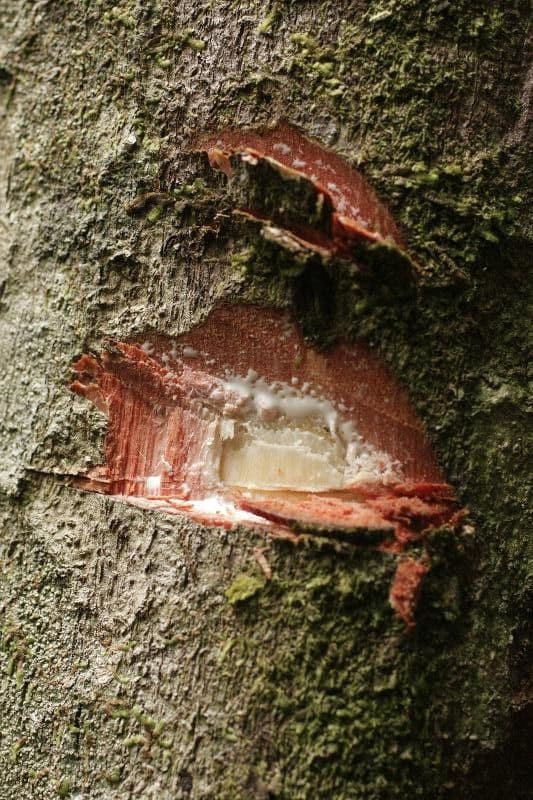 Chrysophyllum 15