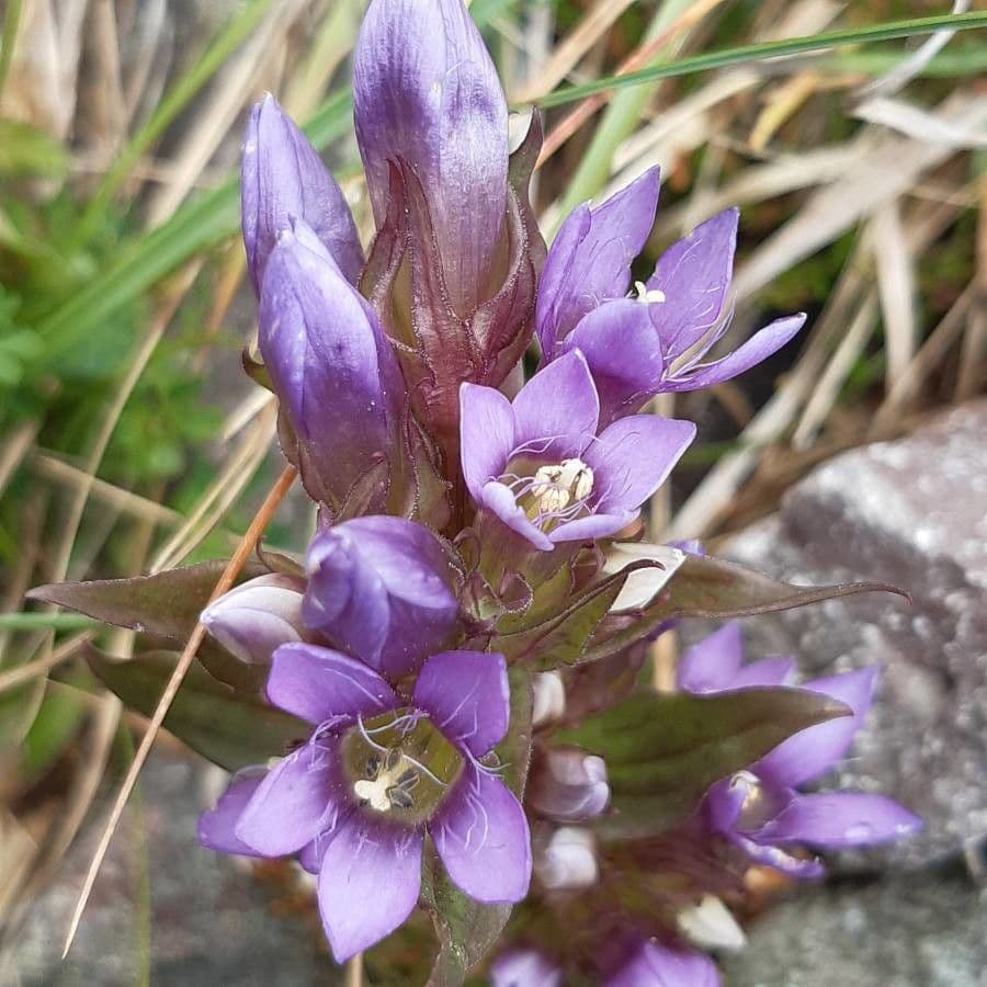 Genzianella ramosa 5