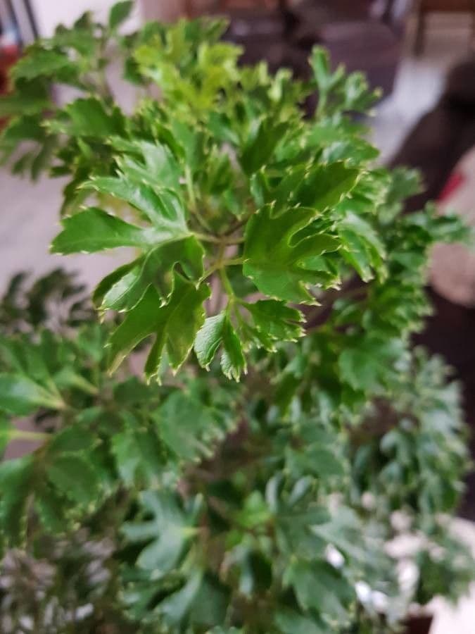 Aralia 17
