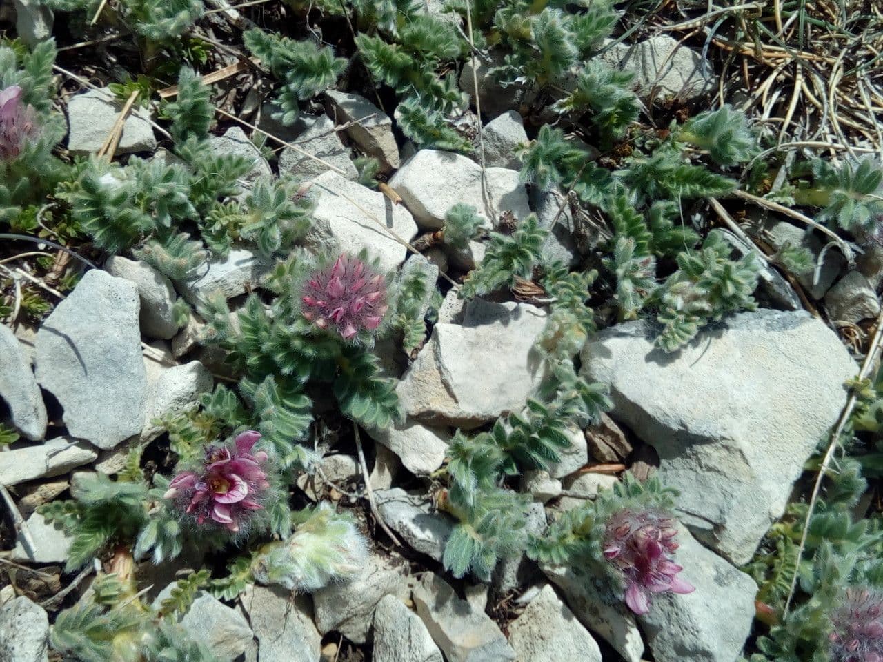 Padrillo 10