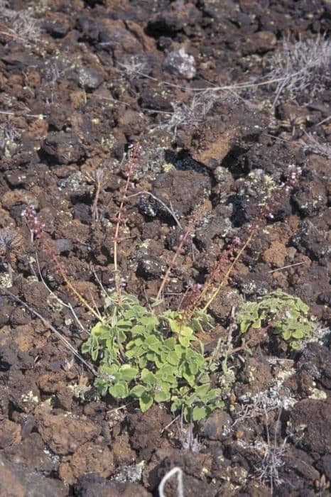 Plectranthus Parviflorus 7