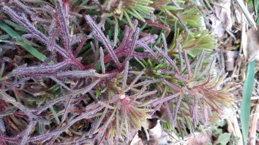 Teucrium pseudochamaepitys 20