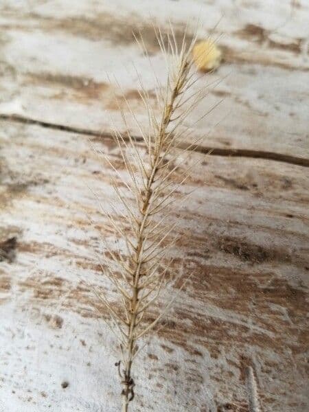 Elymus canadensis 22
