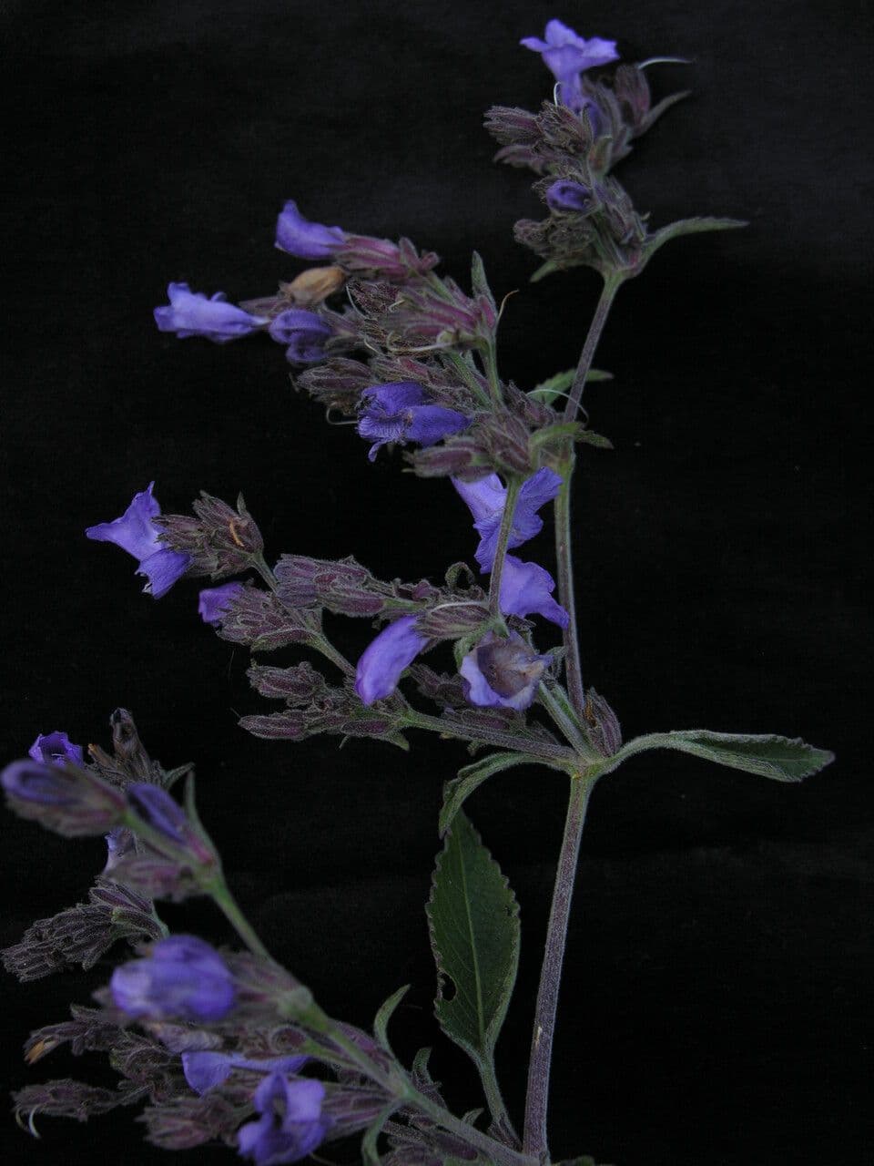 Strobilanthes 11