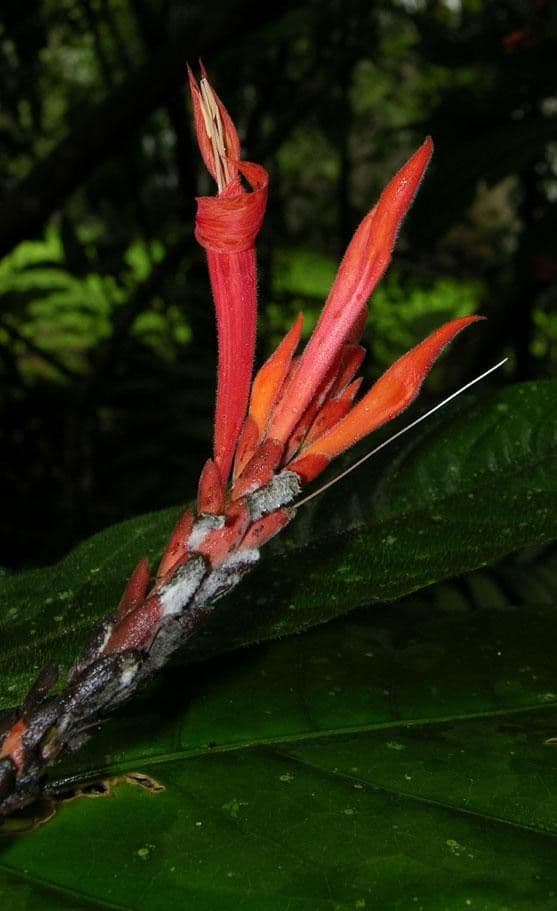 Aphelandra 7