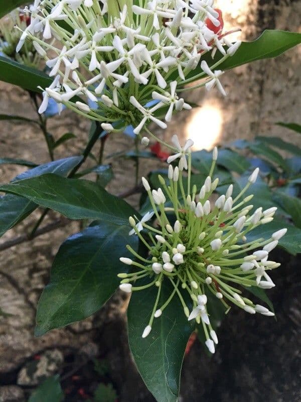 Ixora 26