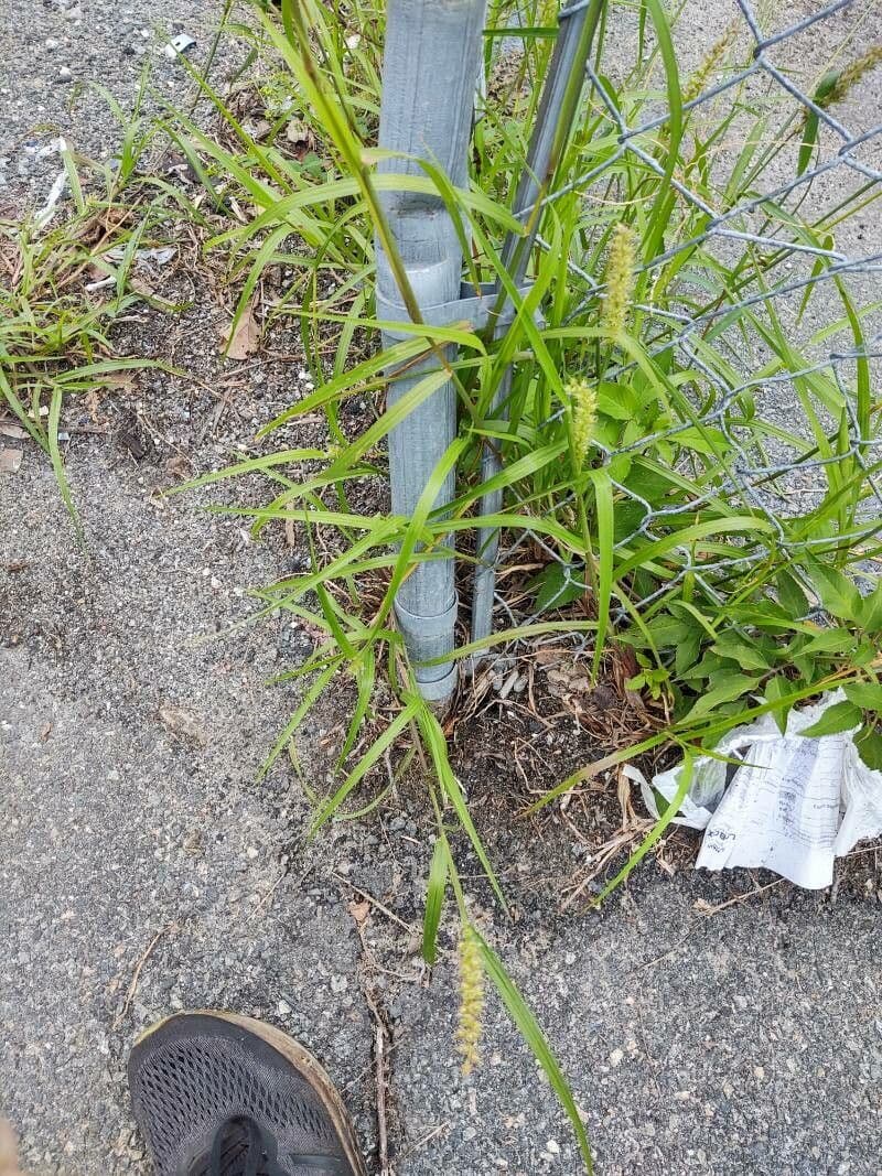 Igel-Hirse 12